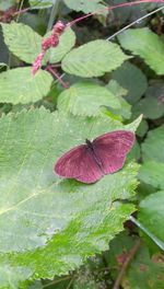 Close-up of butterfly on pink flower