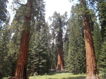 Low angle view of trees in forest