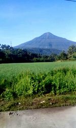 Scenic view of field against clear sky