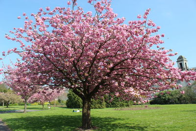 Pink cherry blossoms in spring