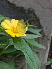 Close-up of yellow flower