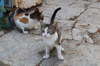 Kitten with different colored eyes in symi island greece