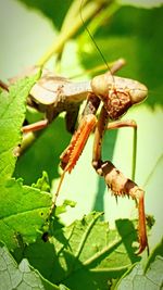 Close-up of grasshopper on plant