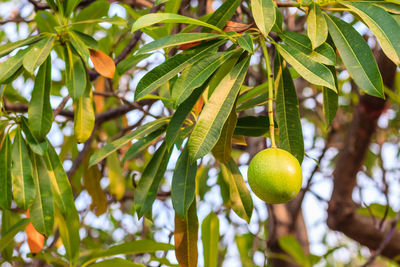 Low angle view of fruits hanging on tree