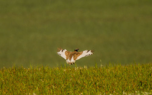 Bird flying in a field