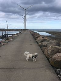 Dog standing on walkway at beach against sky