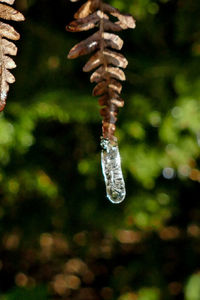 Close-up of frozen plant against blurred background