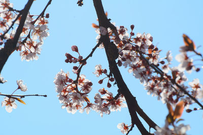 Low angle view of cherry blossom against clear sky