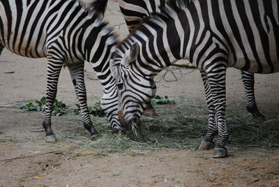 Zebras standing in a zebra