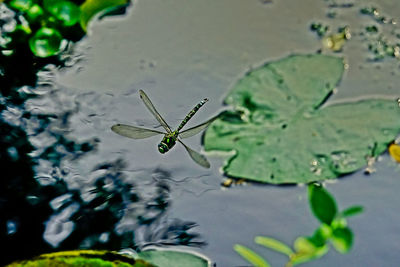 Close-up of insect on leaf