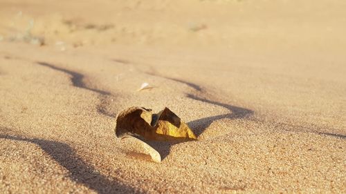 High angle view of shells on sand