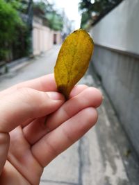 Cropped hand holding leaf over footpath