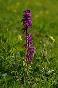 Close-up of purple flowering plant on field