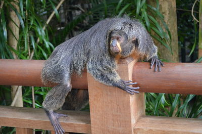 Monkey on wooden log in zoo