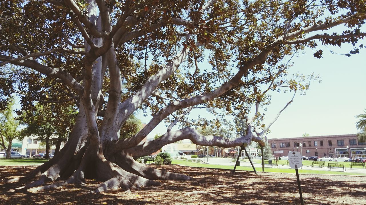 tree, architecture, built structure, building exterior, branch, tree trunk, clear sky, growth, park - man made space, bare tree, sunlight, day, nature, sky, shadow, outdoors, grass, lawn, incidental people, city