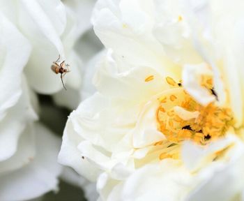 Close-up of white flowers