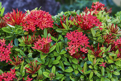 Close-up of purple flowering plants