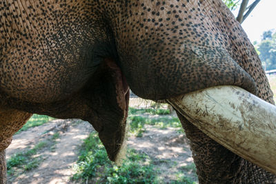 Close-up of elephant standing outdoors