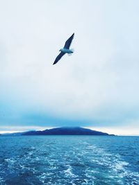 Bird flying over sea