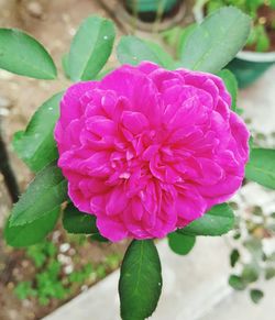 Close-up of pink flowers