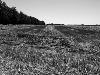 Scenic view of agricultural field against clear sky