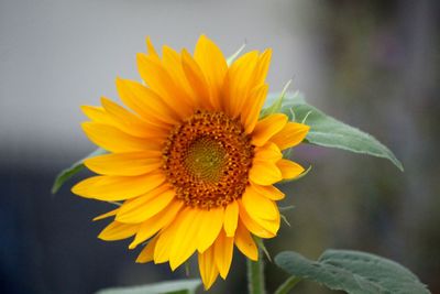 Close-up of sunflower