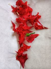 High angle view of red flowers on table