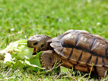 Close-up side view of a turtle