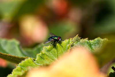 Close-up of fly on leaf