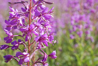 Close-up of purple flowers