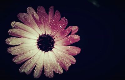 Close-up of wet flower against black background