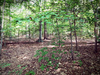 Trees in forest