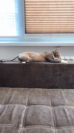 Cat sleeping on tiled floor