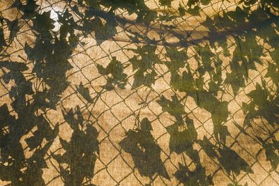 High angle view of trees in forest