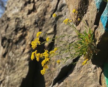 Close-up of yellow flowering plant on rock