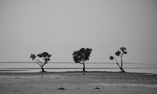 Trees on field against clear sky