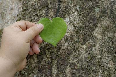 Close-up of hand holding leaf