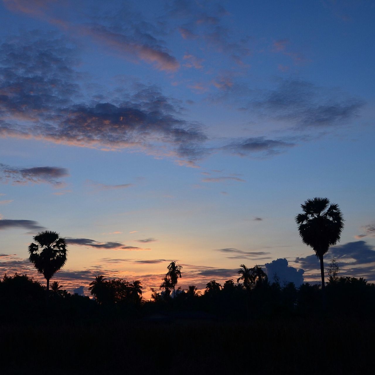 tree, silhouette, sunset, tranquil scene, beauty in nature, scenics, palm tree, nature, sky, tranquility, outdoors, no people, cloud - sky, growth, tree trunk, landscape, day