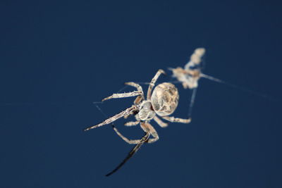 Close-up of spider on web against blue background