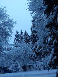 Trees on snow covered landscape