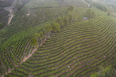 Aerial view of the remote nuogang dai village in lancang, yunnan - china