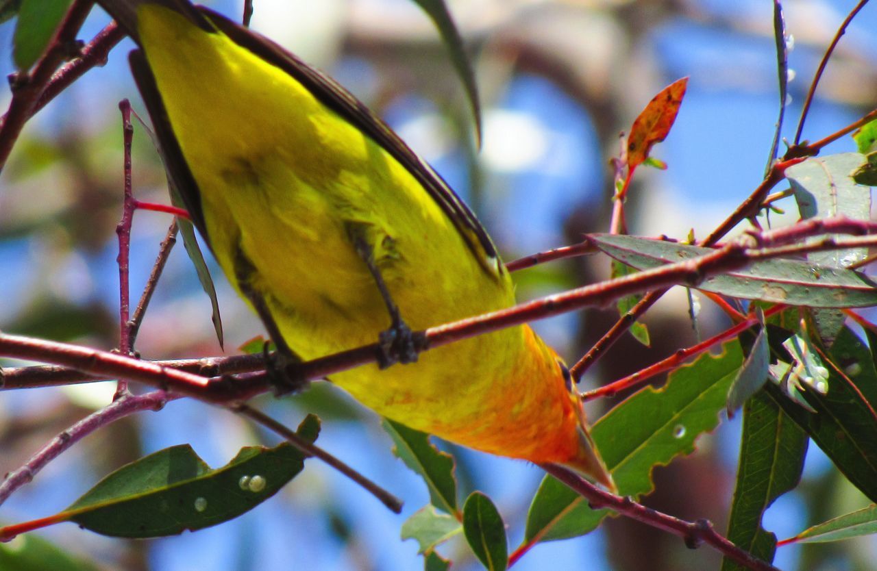 CLOSE-UP OF PARROT PERCHING ON BRANCH