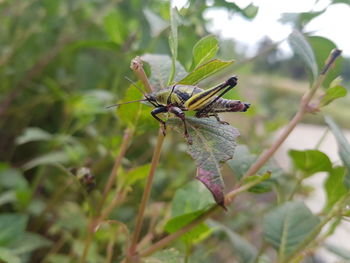 Close-up of insect on plant