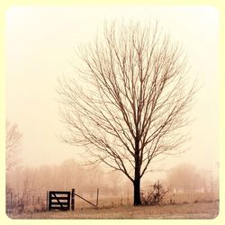 Bare trees on field