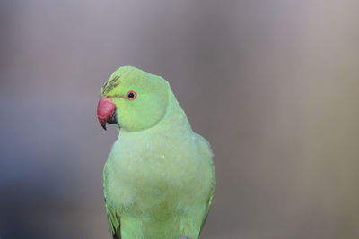 A ring-necked parakeet up close