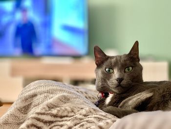 Portrait of cat resting on bed at home