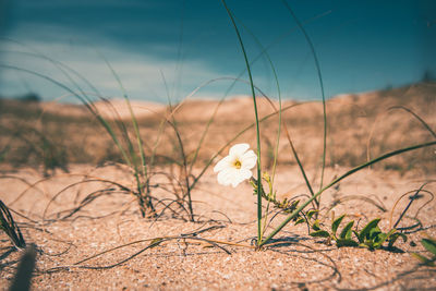 Close-up of flowers growing in field against sky