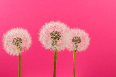 Close-up of pink flower against red background