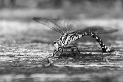 Close-up of insect