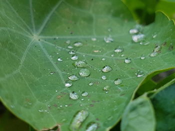 Close-up of water drops on leaf